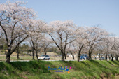 전군간도로의 무성하게 핀 벚꽃길 6사진(00006)