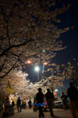 밤에 보는 벚꽃의 모습 1사진(00006)