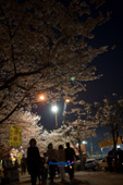 밤에 보는 벚꽃의 모습 2사진(00007)