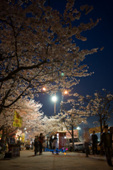 밤에 보는 벚꽃의 모습 3사진(00010)