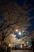 밤에 보는 벚꽃의 모습 4사진(00011)