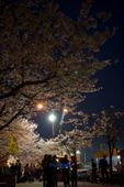 밤에 보는 벚꽃의 모습 5사진(00012)