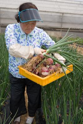 유색 양파를 뽑아 바구니에 넣는 농부 6