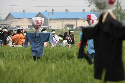 보리 밭으로 들어와 보리를 꺾는 시민분들 1