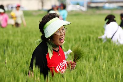 보리 밭으로 들어와 보리를 꺾는 시민분들 2