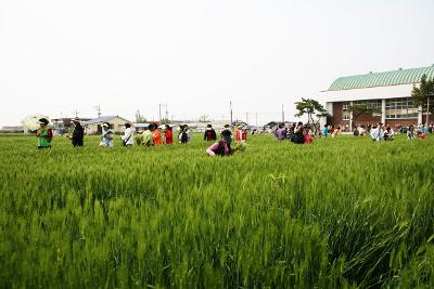 보리 밭으로 들어와 보리를 꺾는 시민분들 3