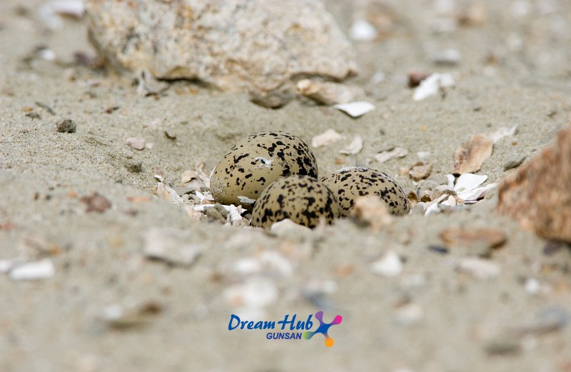 가까이에서 찍은 모래 속에 숨겨진 흰 물 떼새의 알 1