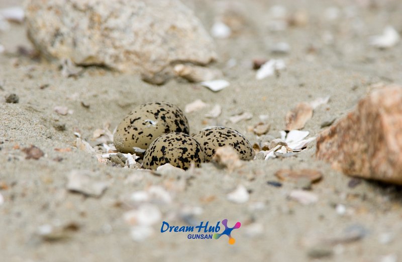 가까이에서 찍은 모래 속에 숨겨진 흰 물 떼새의 알 2