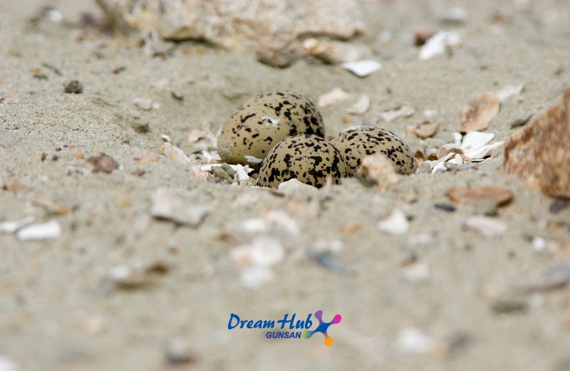 가까이에서 찍은 모래 속에 숨겨진 흰 물 떼새의 알 3