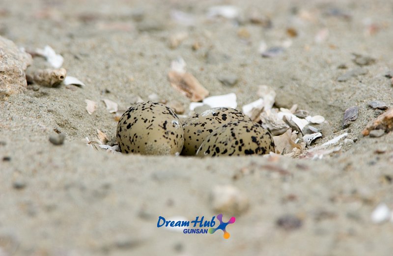가까이에서 찍은 모래 속에 숨겨진 흰 물 떼새의 알 5