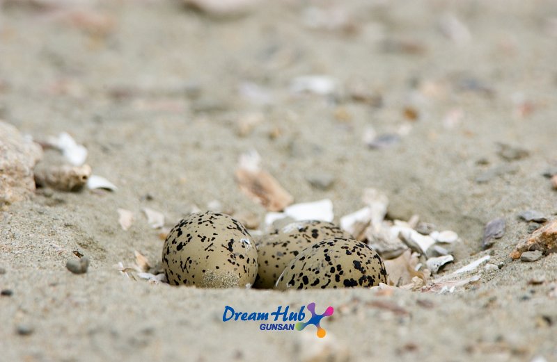 가까이에서 찍은 모래 속에 숨겨진 흰 물 떼새의 알 7