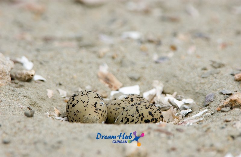 가까이에서 찍은 모래 속에 숨겨진 흰 물 떼새의 알 8