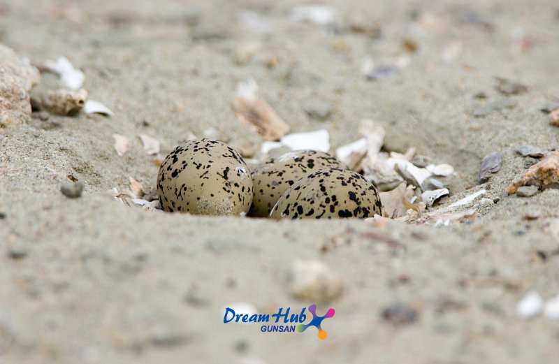 가까이에서 찍은 모래 속에 숨겨진 흰 물 떼새의 알 9