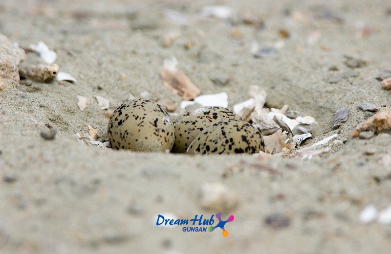가까이에서 찍은 모래 속에 숨겨진 흰 물 떼새의 알 10