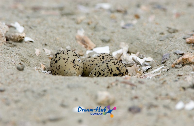 가까이에서 찍은 모래 속에 숨겨진 흰 물 떼새의 알 11