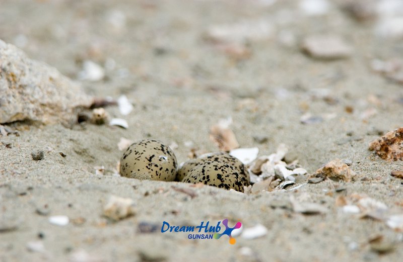 가까이에서 찍은 모래 속에 숨겨진 흰 물 떼새의 알 12