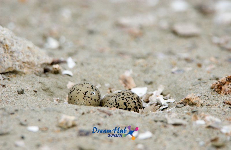 가까이에서 찍은 모래 속에 숨겨진 흰 물 떼새의 알 13