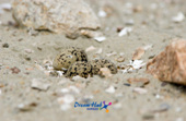 가까이에서 찍은 모래 속에 숨겨진 흰 물 떼새의 알 2사진(00002)