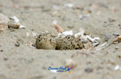 가까이에서 찍은 모래 속에 숨겨진 흰 물 떼새의 알 4사진(00004)