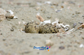 가까이에서 찍은 모래 속에 숨겨진 흰 물 떼새의 알 5사진(00005)