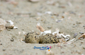 가까이에서 찍은 모래 속에 숨겨진 흰 물 떼새의 알 6사진(00006)