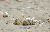 가까이에서 찍은 모래 속에 숨겨진 흰 물 떼새의 알 7사진(00007)