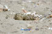 가까이에서 찍은 모래 속에 숨겨진 흰 물 떼새의 알 9사진(00009)