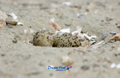 가까이에서 찍은 모래 속에 숨겨진 흰 물 떼새의 알 10사진(00010)