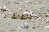 가까이에서 찍은 모래 속에 숨겨진 흰 물 떼새의 알 11사진(00011)