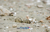 가까이에서 찍은 모래 속에 숨겨진 흰 물 떼새의 알 13사진(00013)
