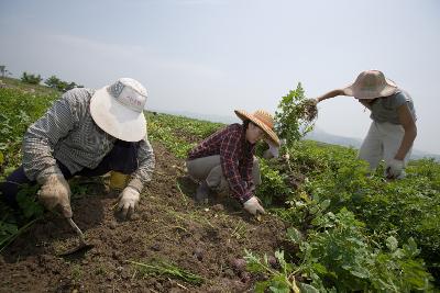 웰빙감자 수확1