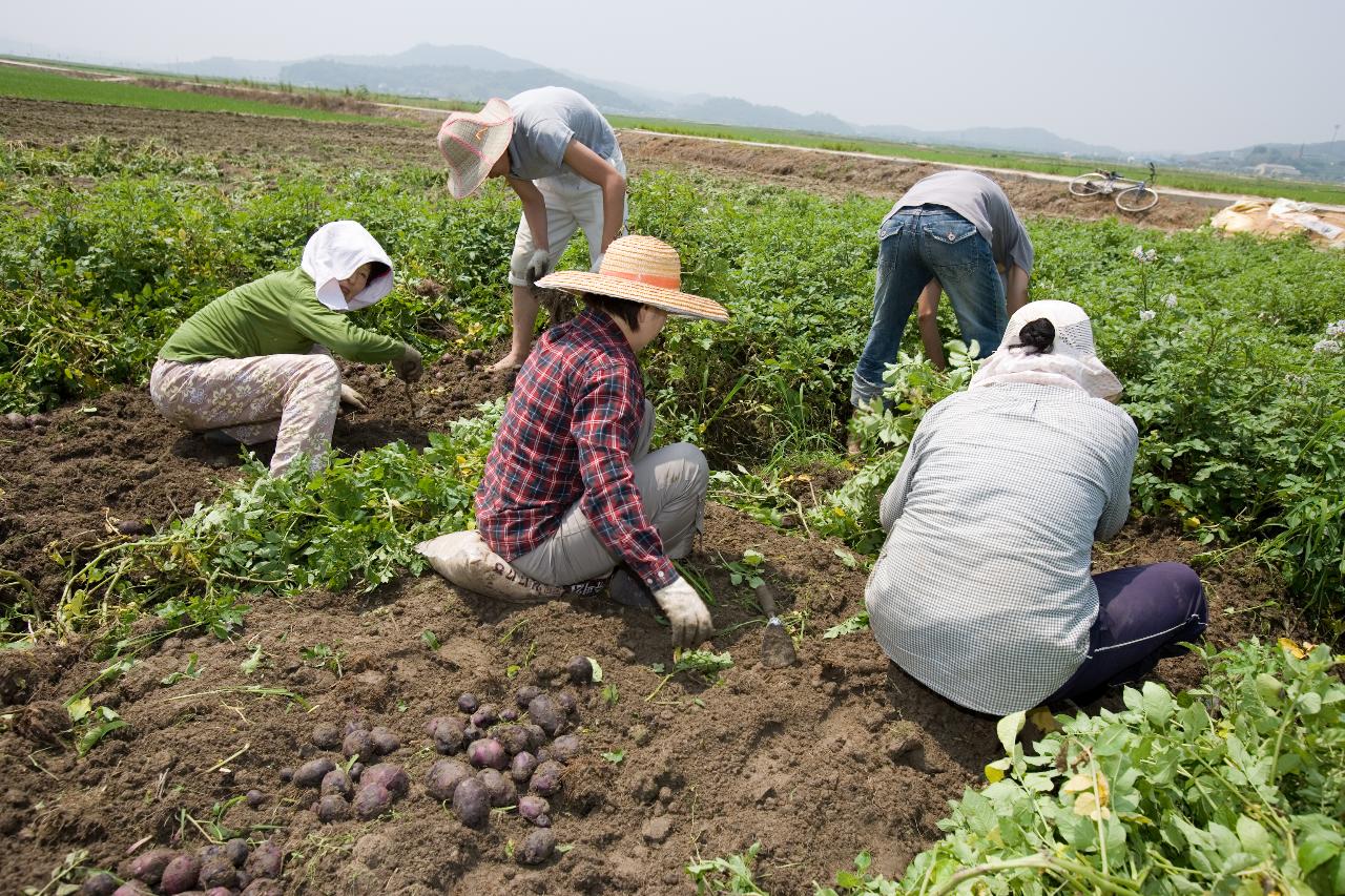 웰빙감자 수확1