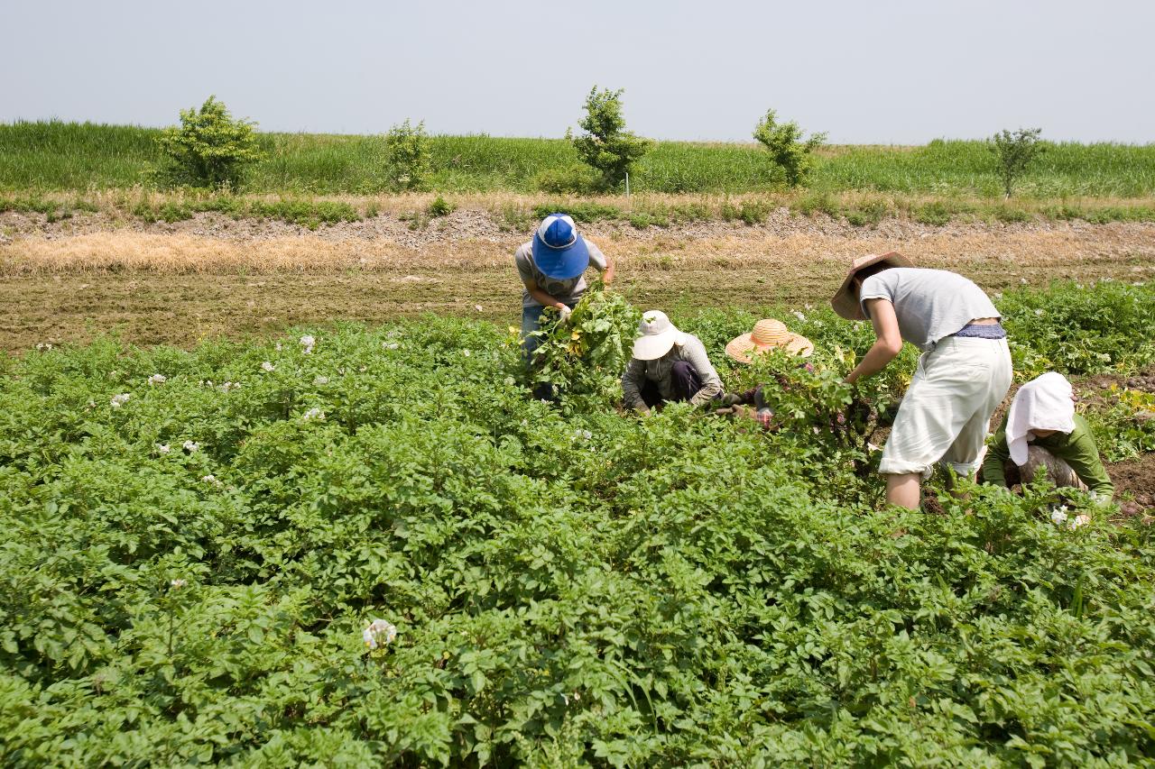 웰빙감자 수확1