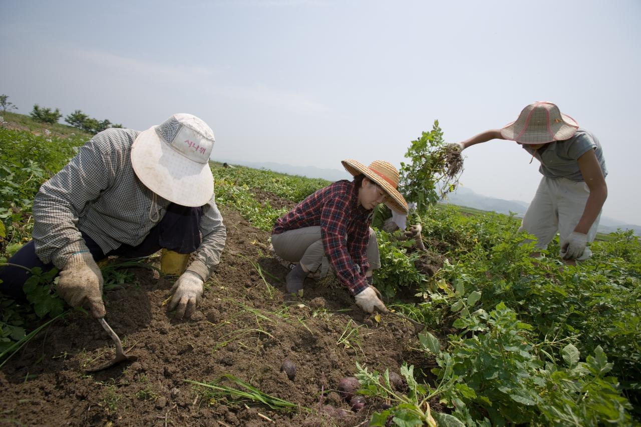 웰빙감자 수확1