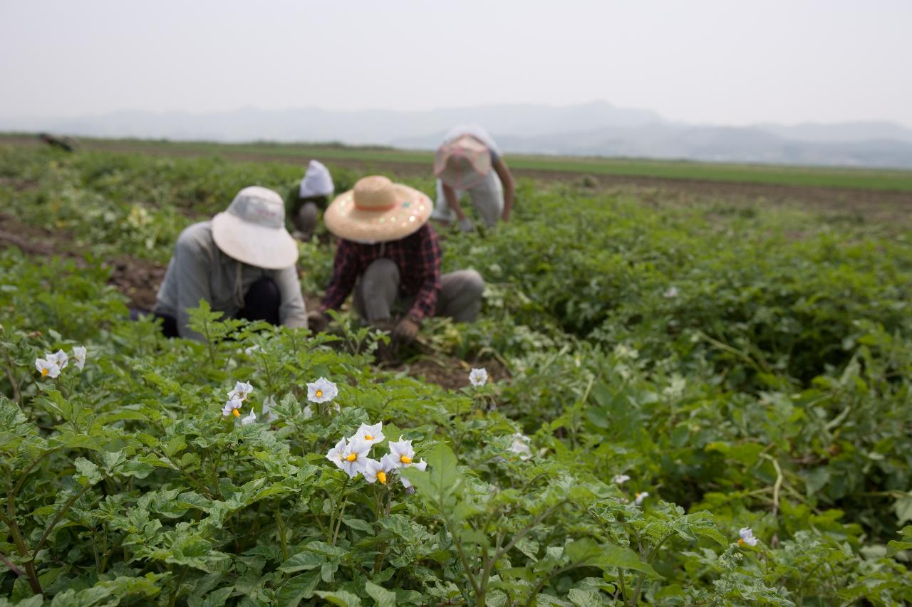 웰빙감자 수확2