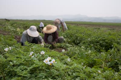 웰빙감자 수확2