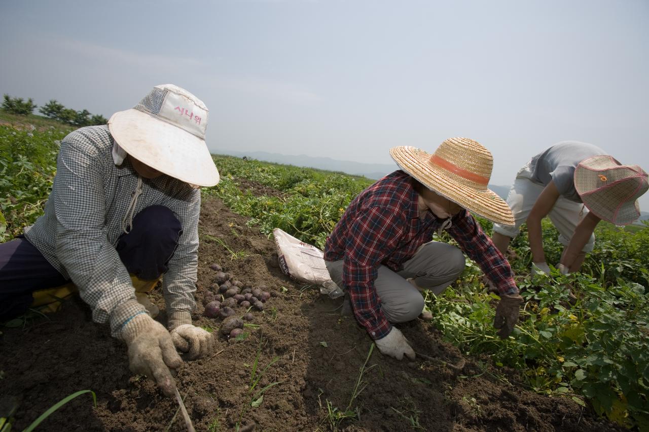 웰빙감자 수확1