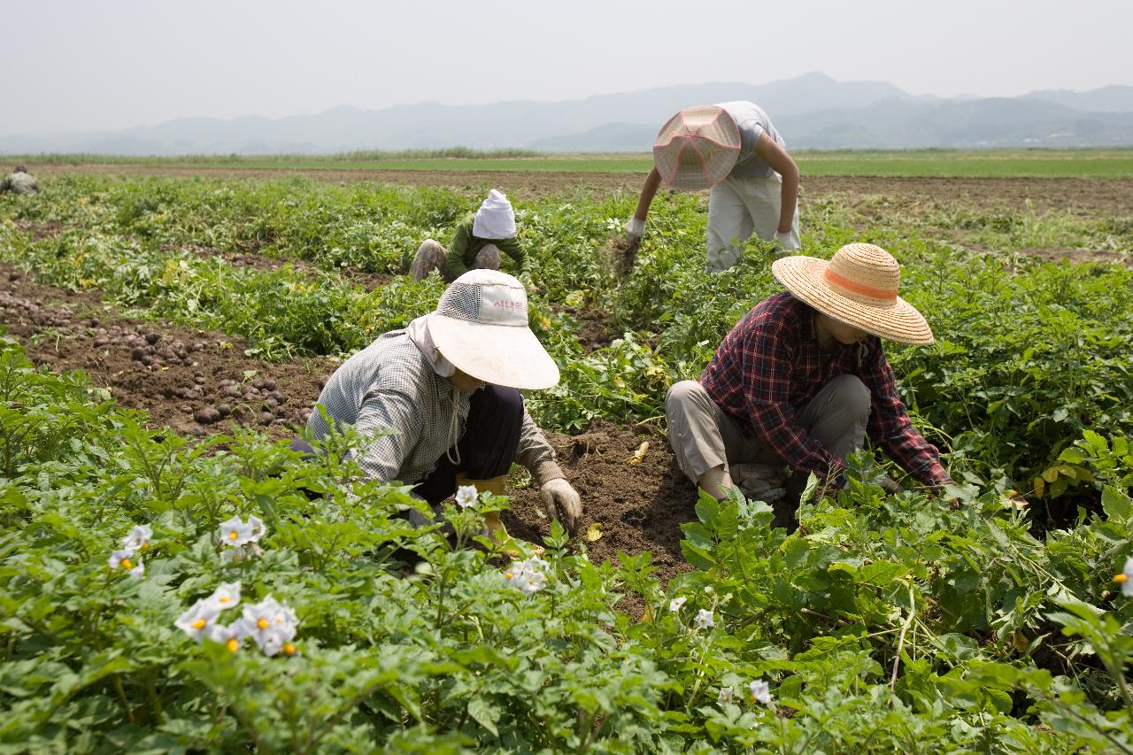 웰빙감자 수확3