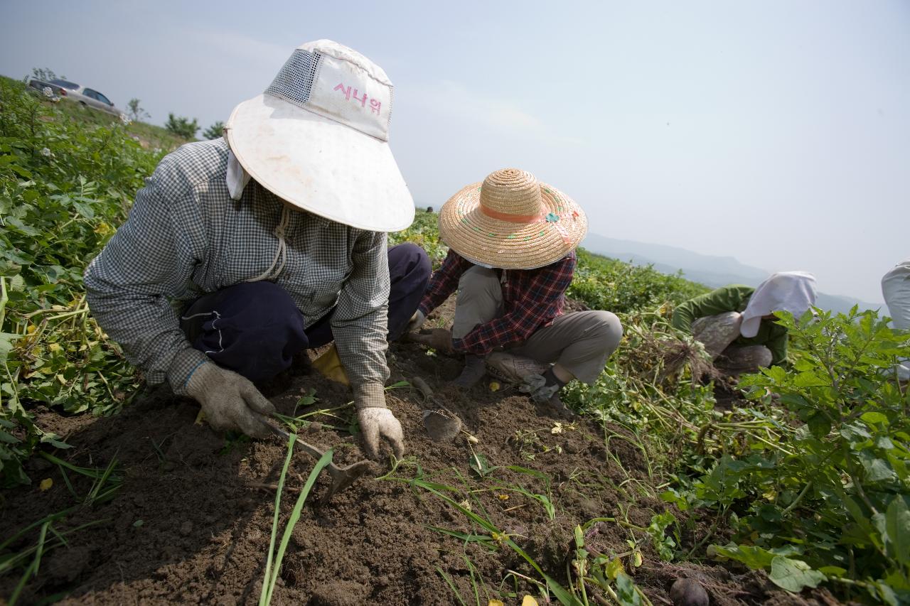 웰빙감자 수확1