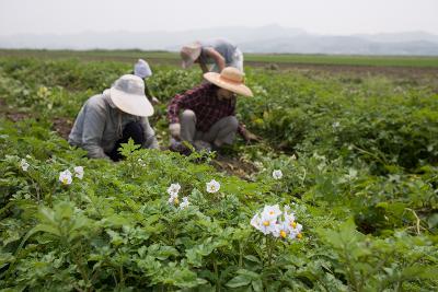 웰빙감자 수확2