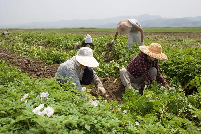 웰빙감자 수확3