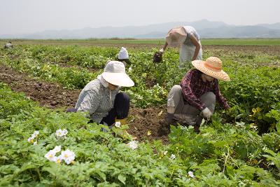 웰빙감자 수확3