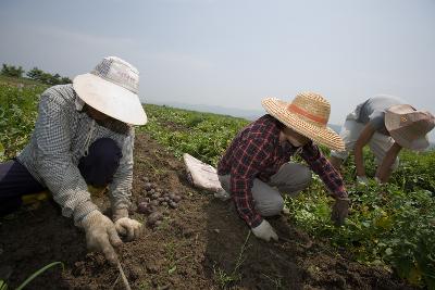 웰빙감자 수확1