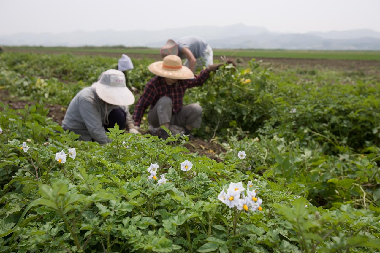 웰빙감자 수확2