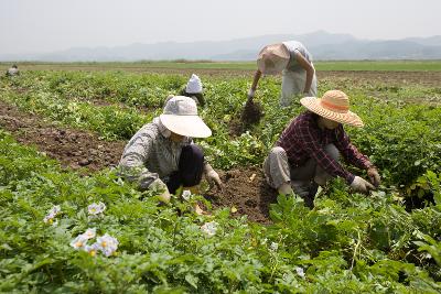 웰빙감자 수확3