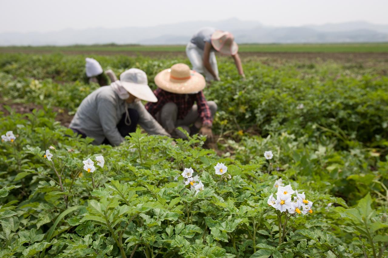 웰빙감자 수확2