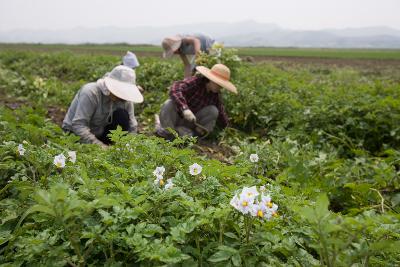 웰빙감자 수확2