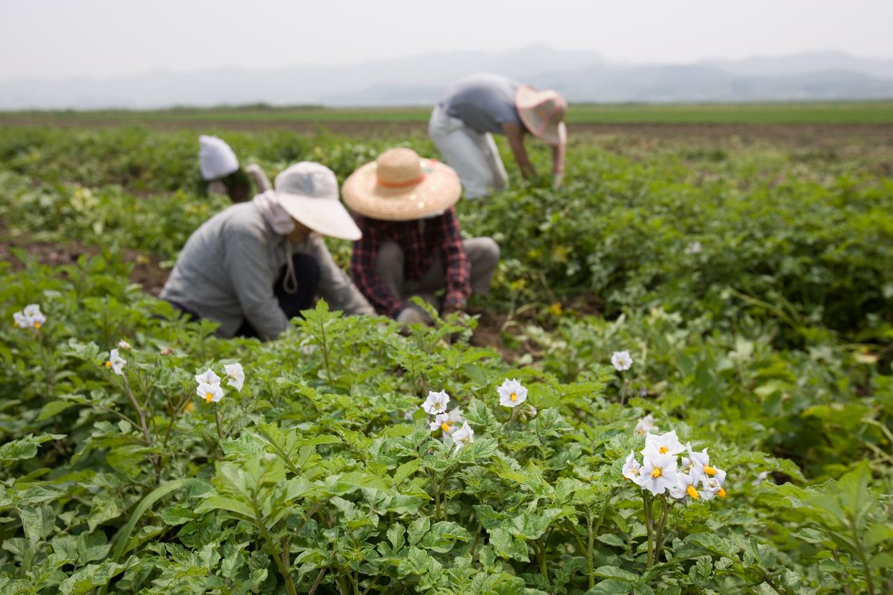 웰빙감자 수확2