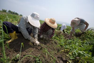 웰빙감자 수확1