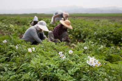 웰빙감자 수확2